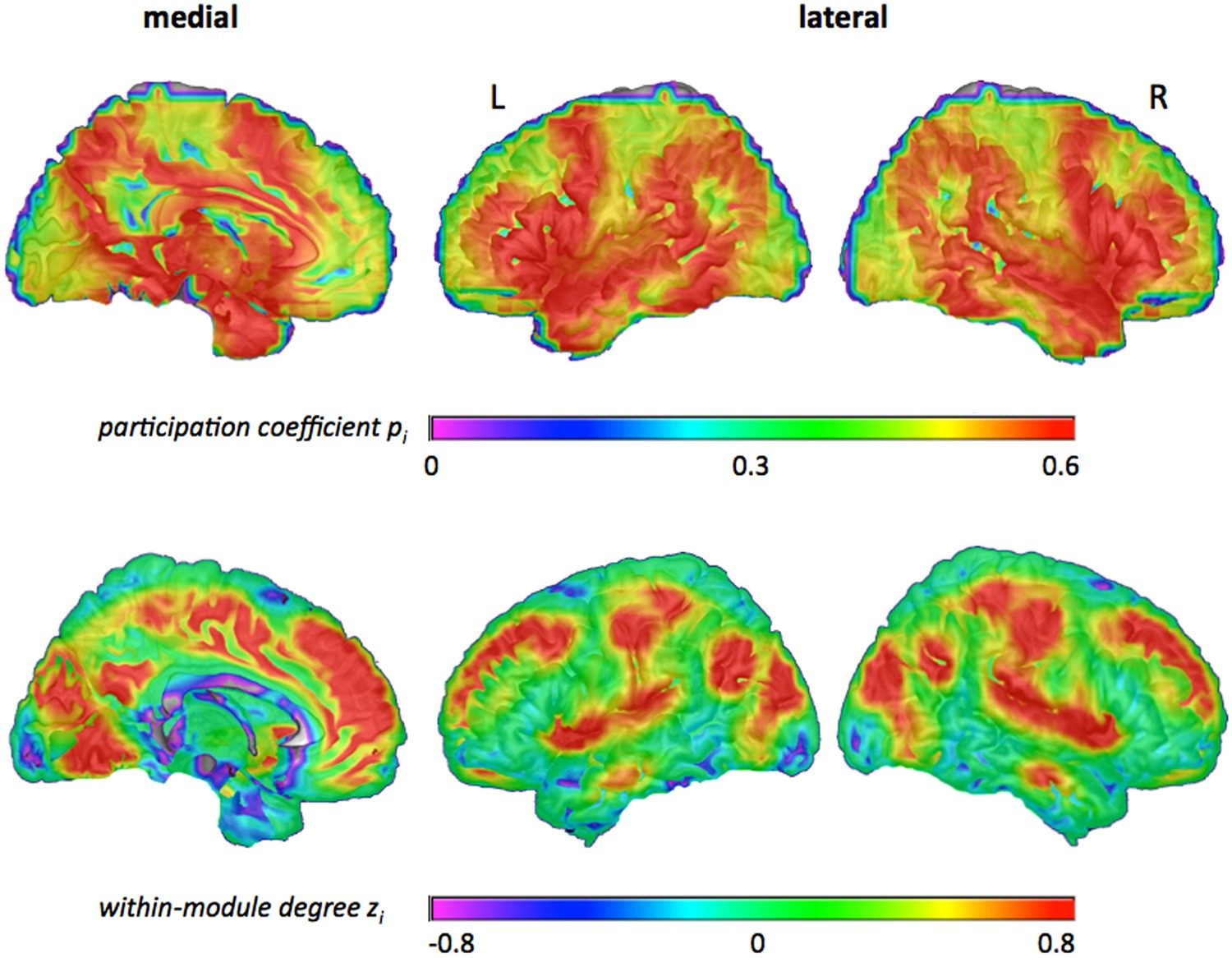 Intelligence is associated with the modular structure of intrinsic brain networks | Scientific Reports