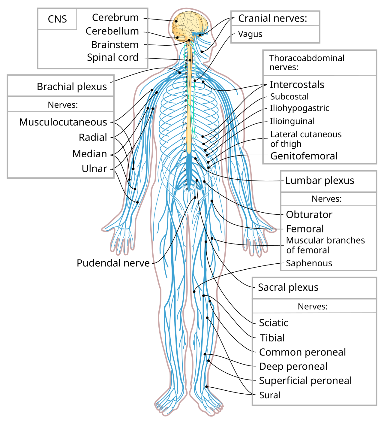 Outline of the human nervous system - Wikipedia