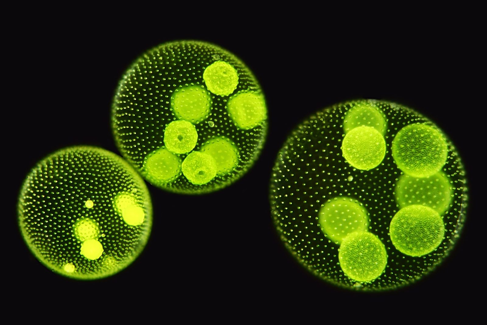 Amazing Micrographs Show What Cells Really Look Like | WIRED