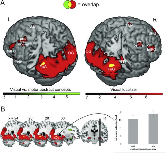 The grounding of abstract concepts in the motor and visual system: An fMRI  study - ScienceDirect